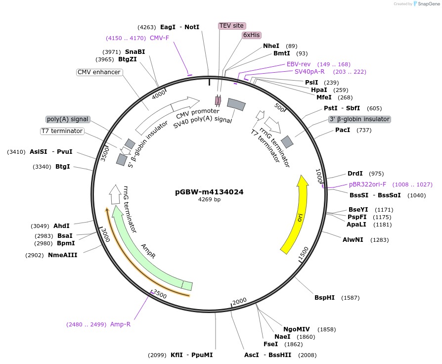 153799-plasmid-map-sequence-id-307307
