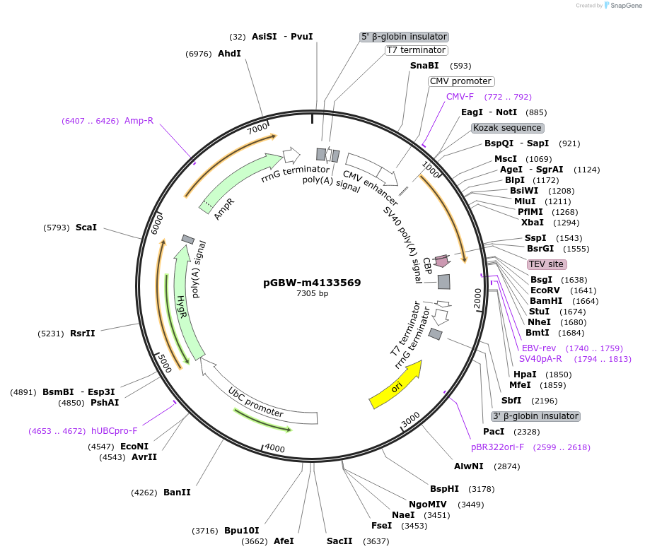 152172-plasmid-map-sequence-id-307309