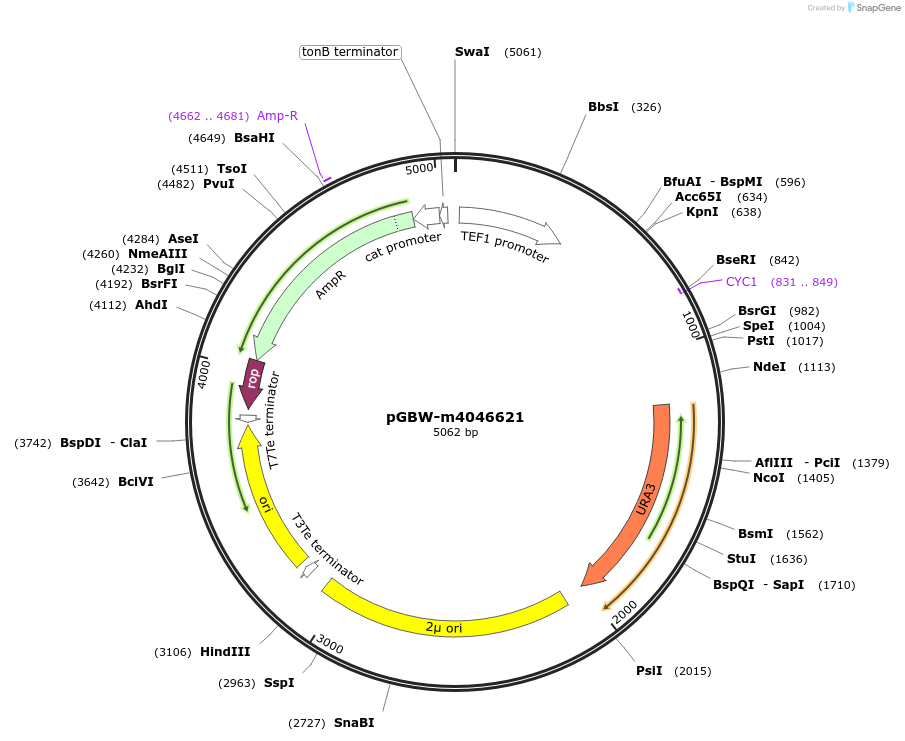 149213-plasmid-map-sequence-id-307316