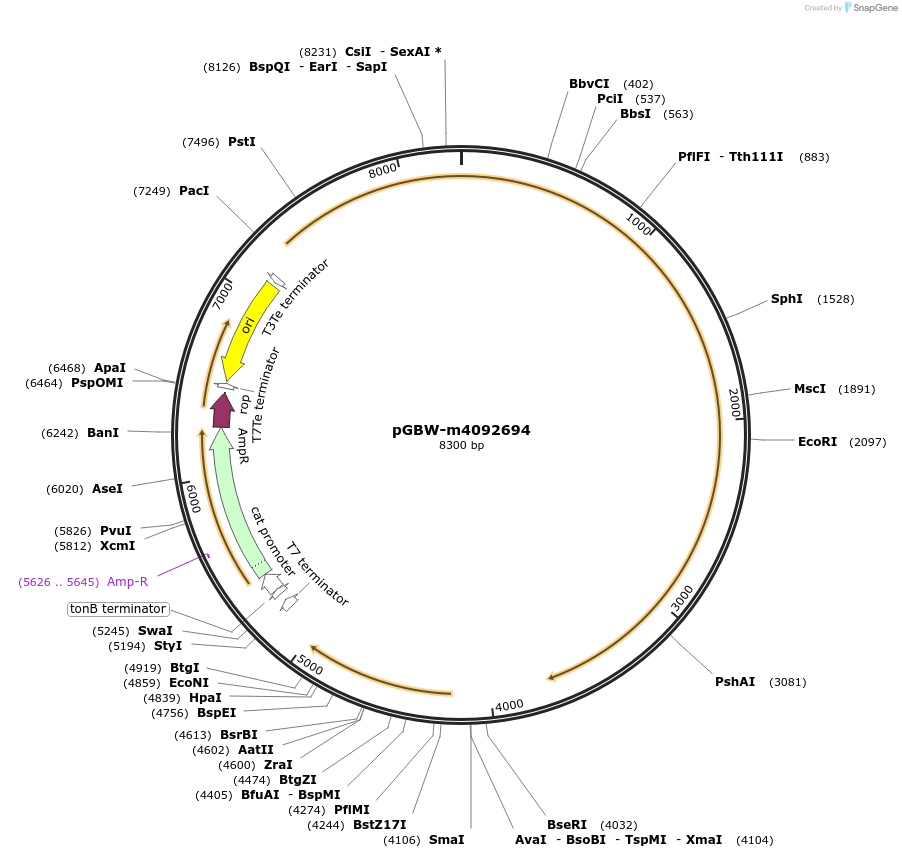 153907-plasmid-map-sequence-id-307331