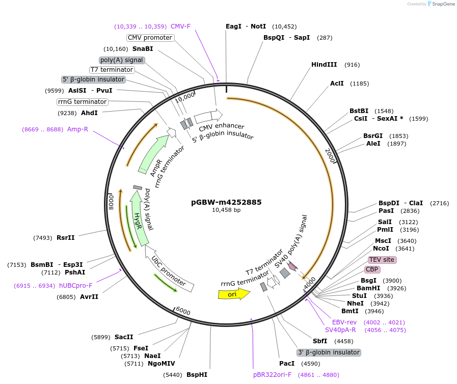 153832-plasmid-map-sequence-id-307333