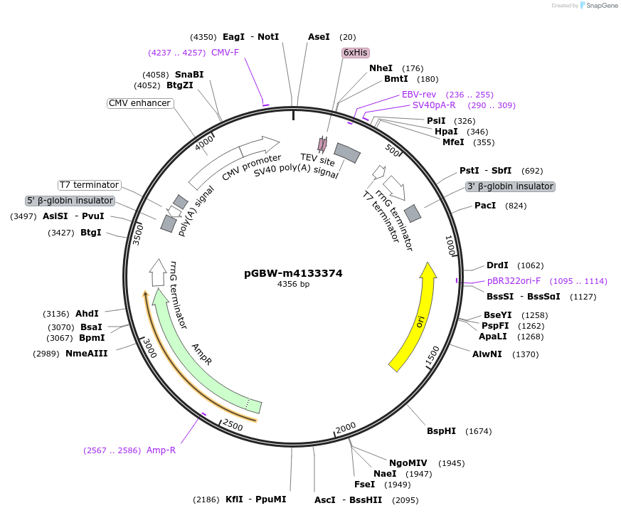 153831-plasmid-map-sequence-id-307338