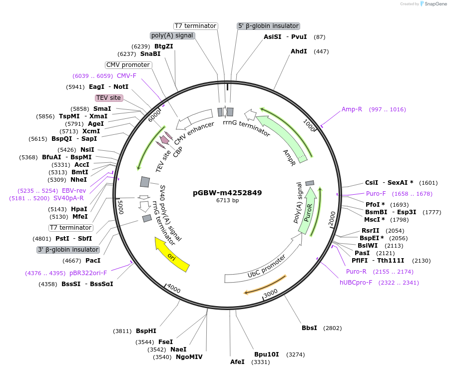 153812-plasmid-map-sequence-id-307340