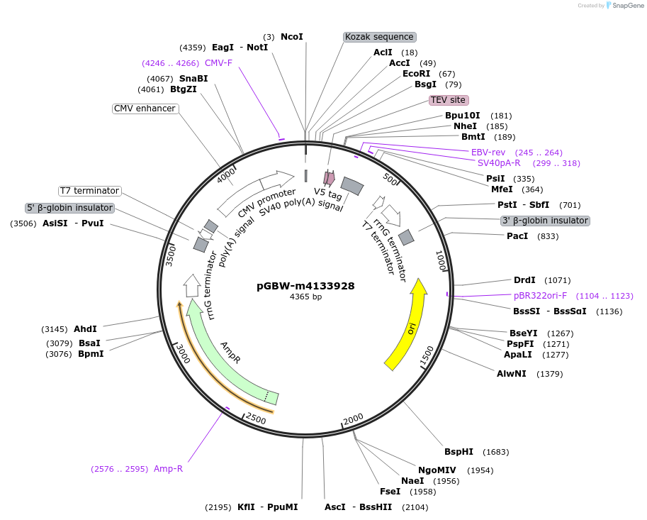 153829-plasmid-map-sequence-id-307341
