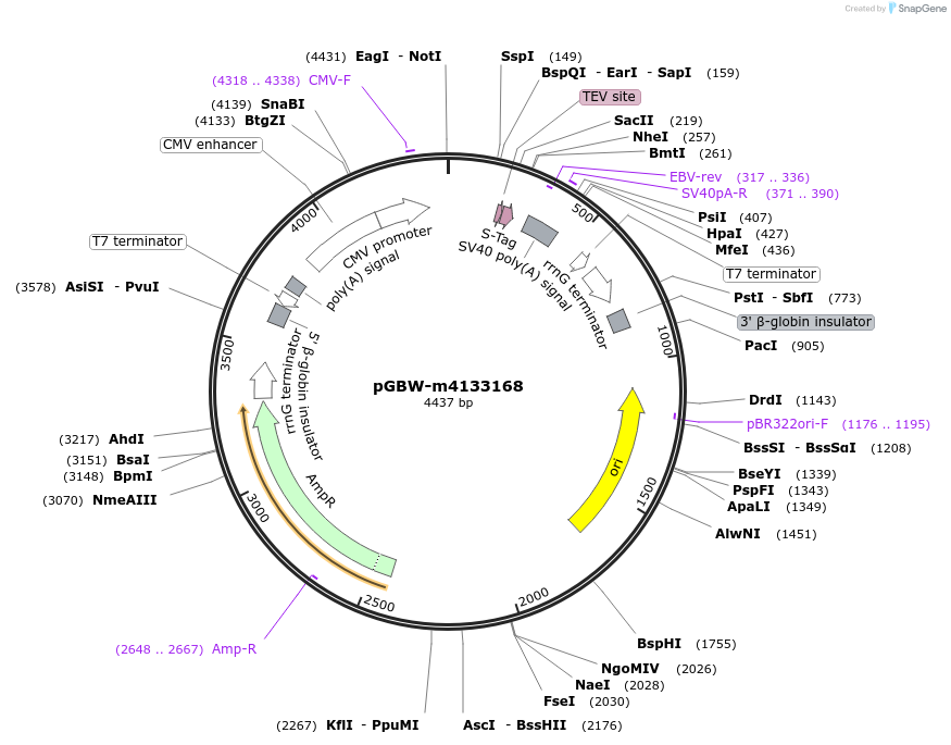 153827-plasmid-map-sequence-id-307344