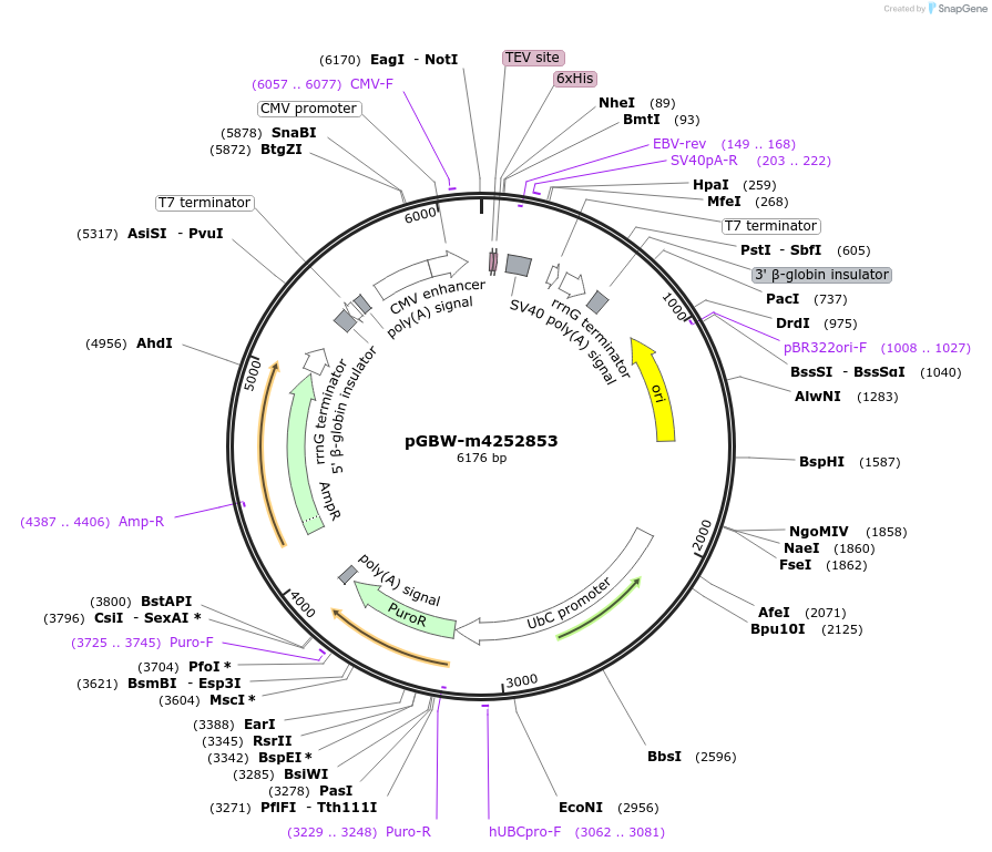 153823-plasmid-map-sequence-id-307345