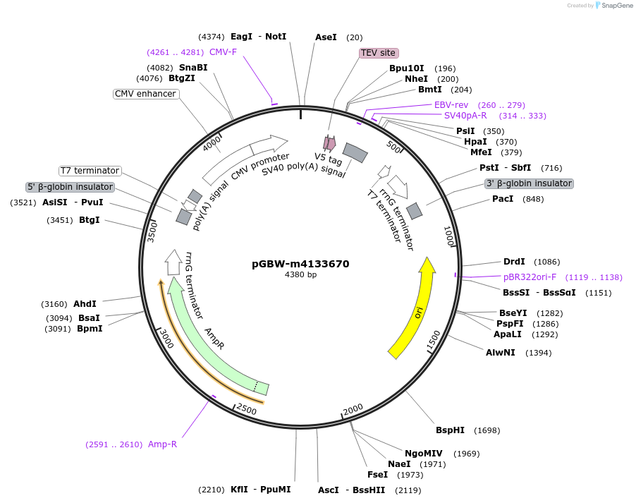 153813-plasmid-map-sequence-id-307349