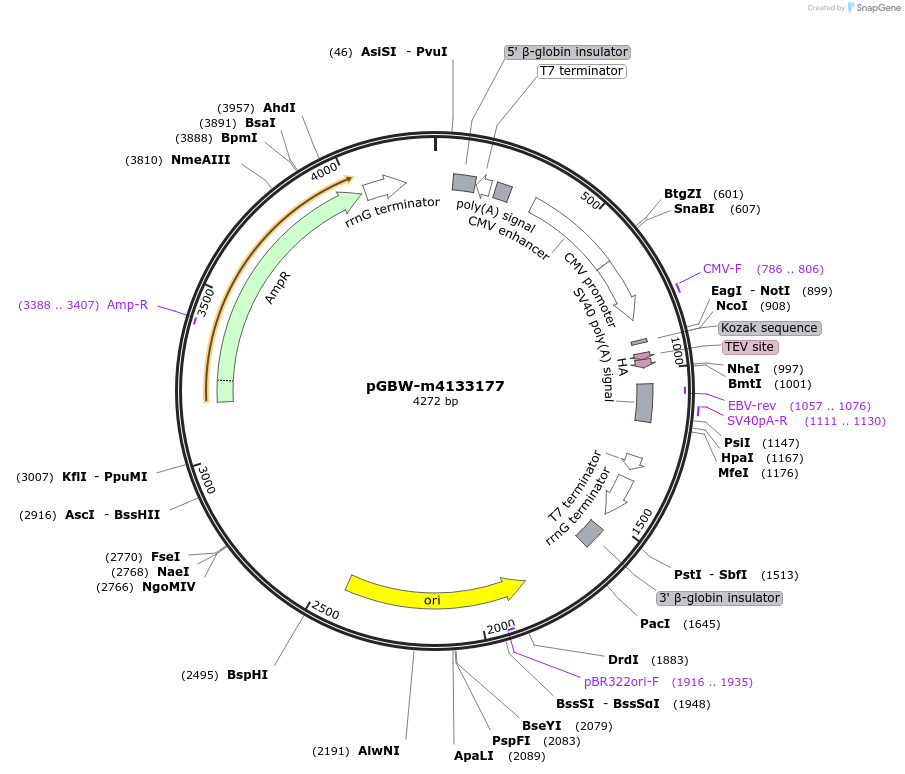 153654-plasmid-map-sequence-id-307351