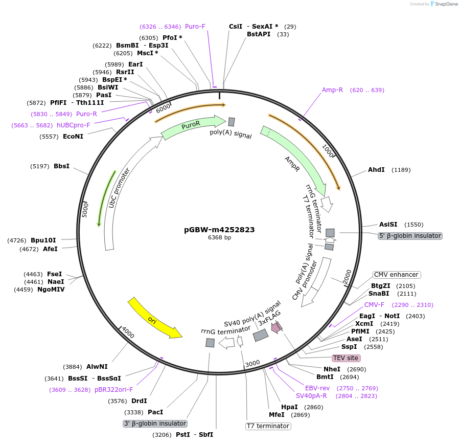 153623-plasmid-map-sequence-id-307353