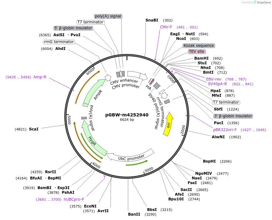 153817-plasmid-map-sequence-id-307354