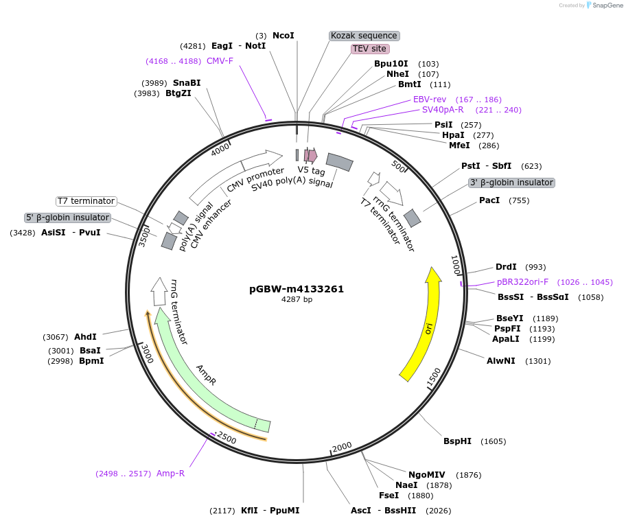 153816-plasmid-map-sequence-id-307357