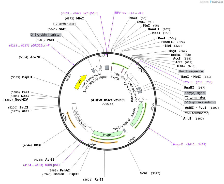 153815-plasmid-map-sequence-id-307358