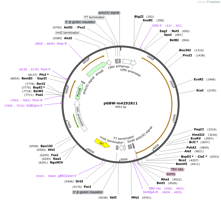 153563-plasmid-map-sequence-id-307360