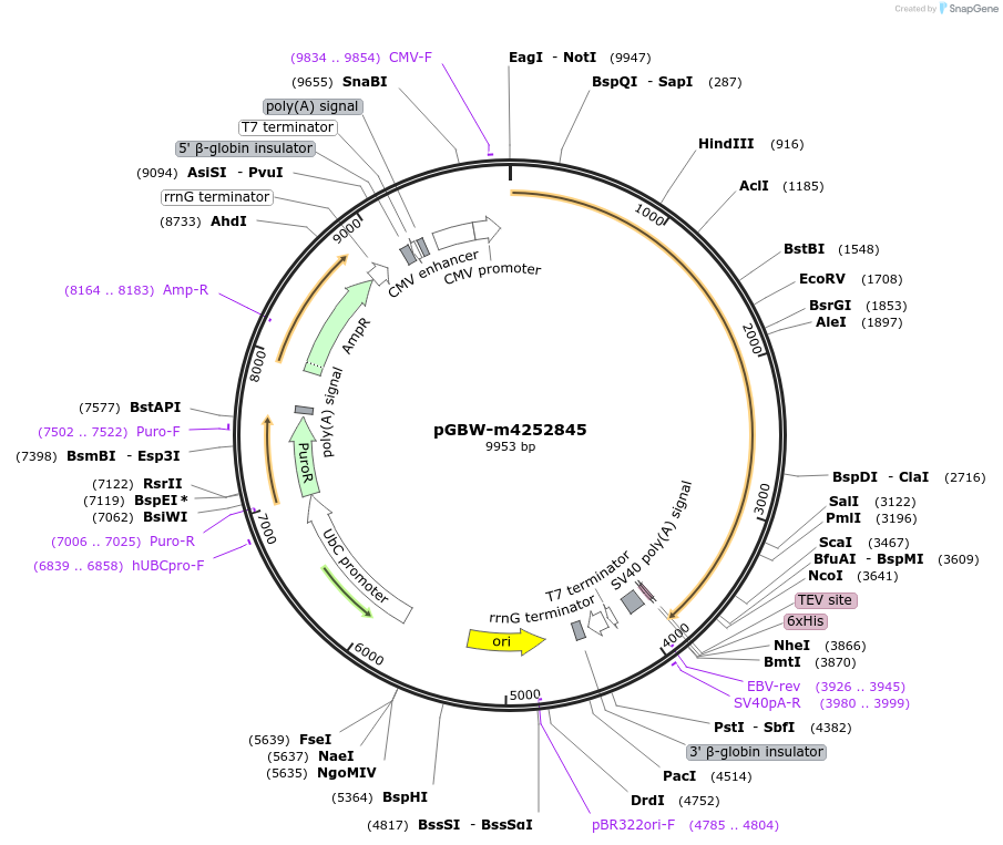153787-plasmid-map-sequence-id-307368
