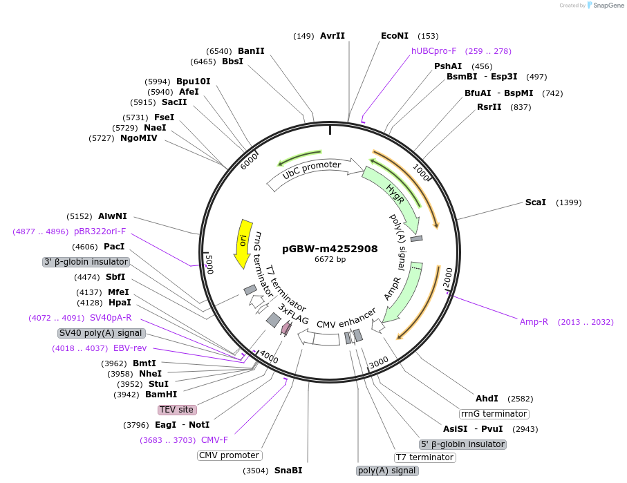 153611-plasmid-map-sequence-id-307370