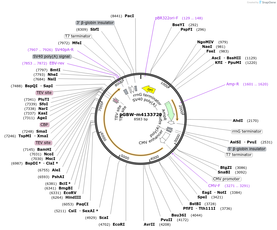 153667-plasmid-map-sequence-id-307373