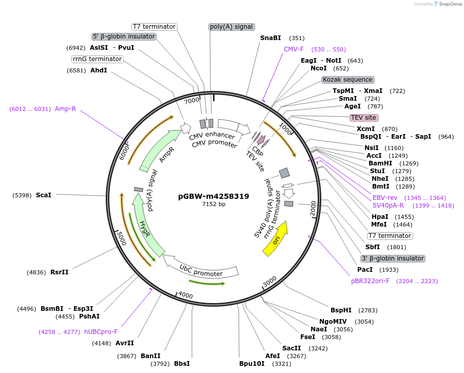154806-plasmid-map-sequence-id-307382