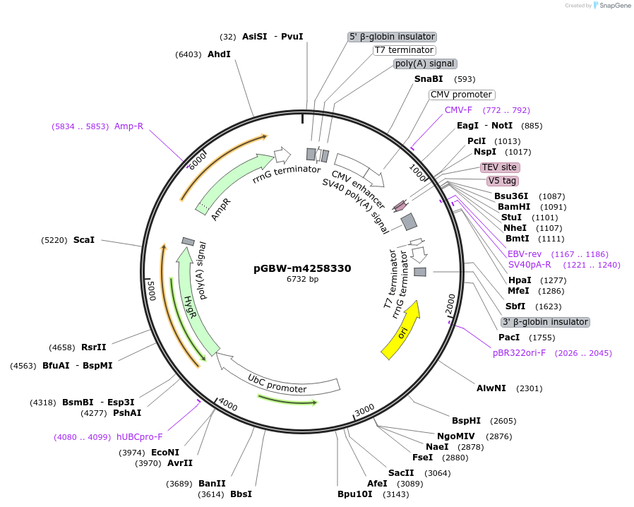 154797-plasmid-map-sequence-id-307383
