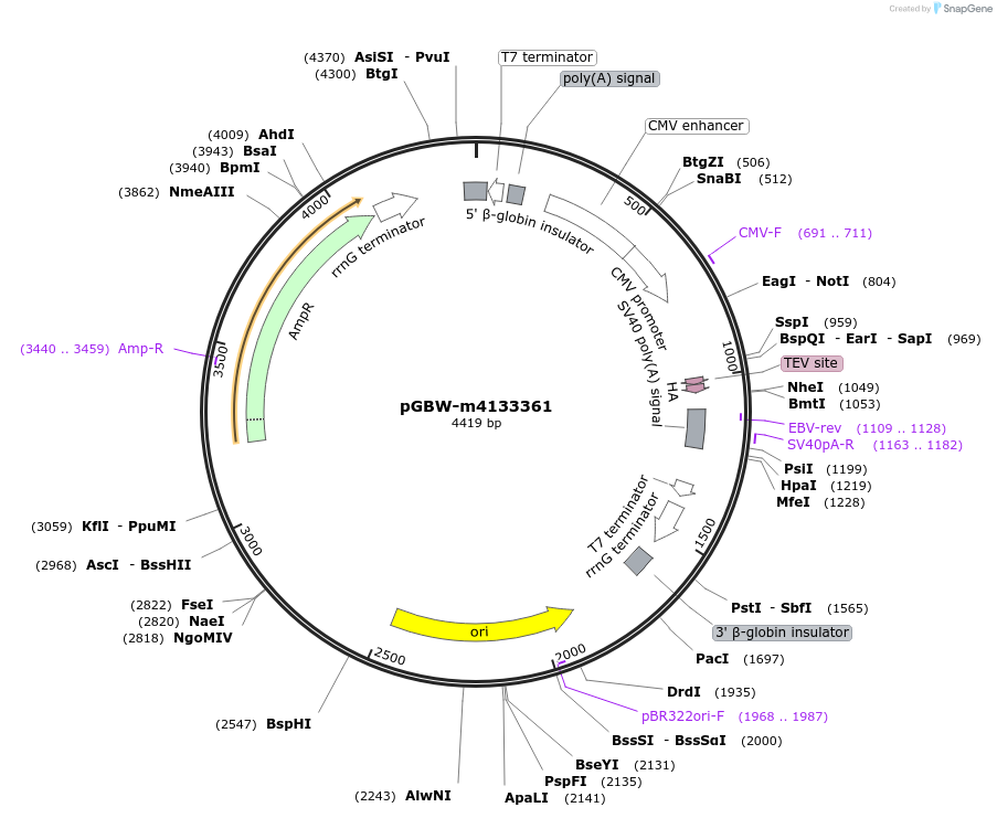 154789-plasmid-map-sequence-id-307385