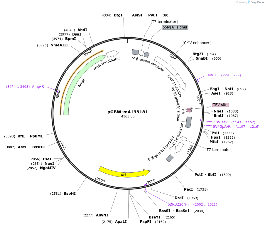 154794-plasmid-map-sequence-id-307386