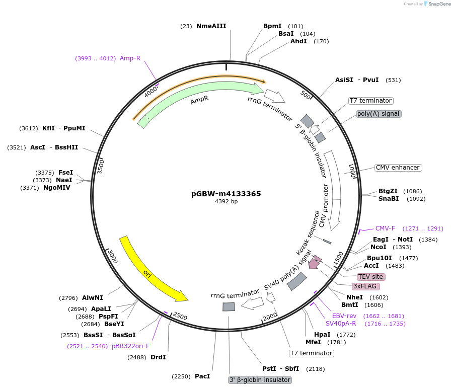 154792-plasmid-map-sequence-id-307387