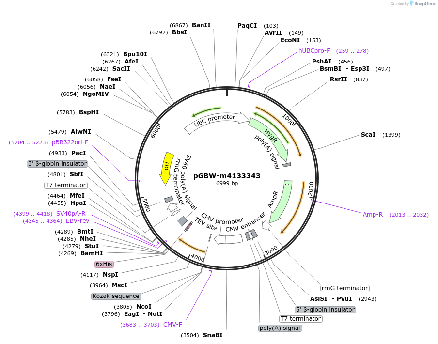 152079-plasmid-map-sequence-id-307397