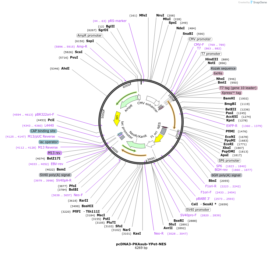 138203-plasmid-map-sequence-id-307404