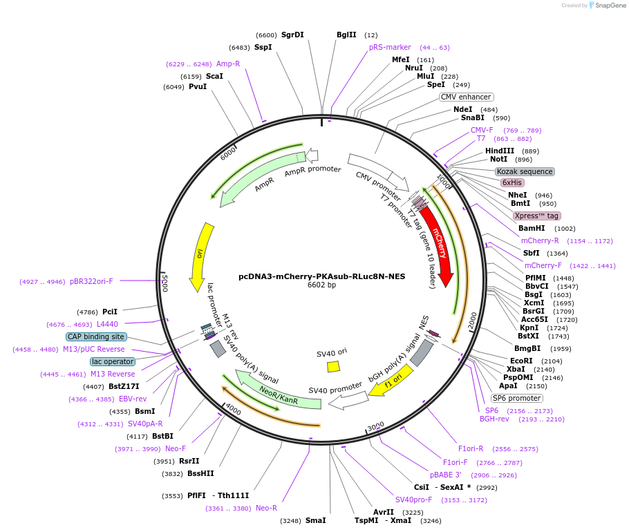 138211-plasmid-map-sequence-id-307413