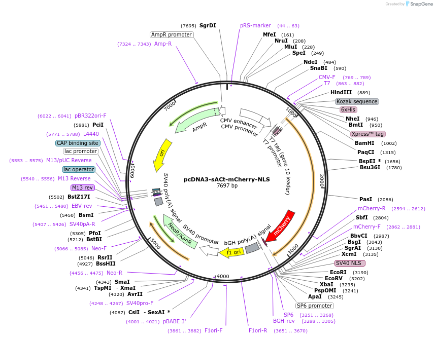 138214-plasmid-map-sequence-id-307416