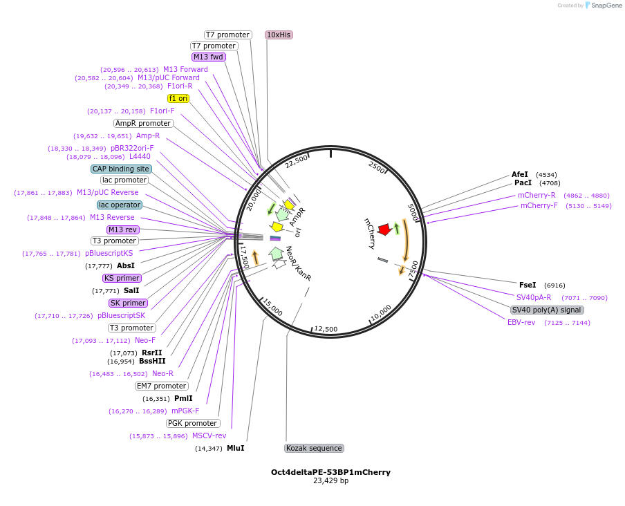 141122-plasmid-map-sequence-id-307424