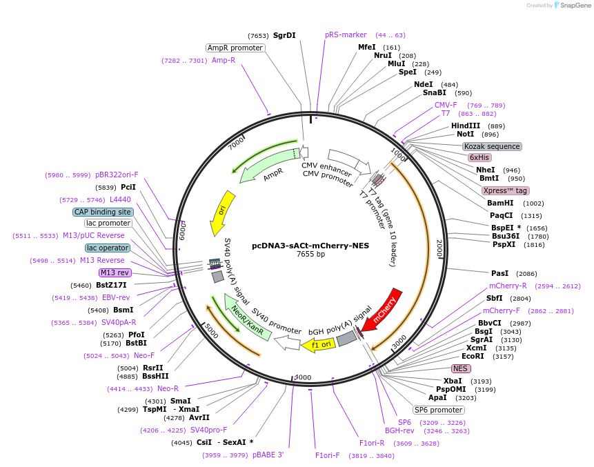 138215-plasmid-map-sequence-id-307425
