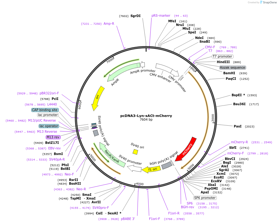 138216-plasmid-map-sequence-id-307426
