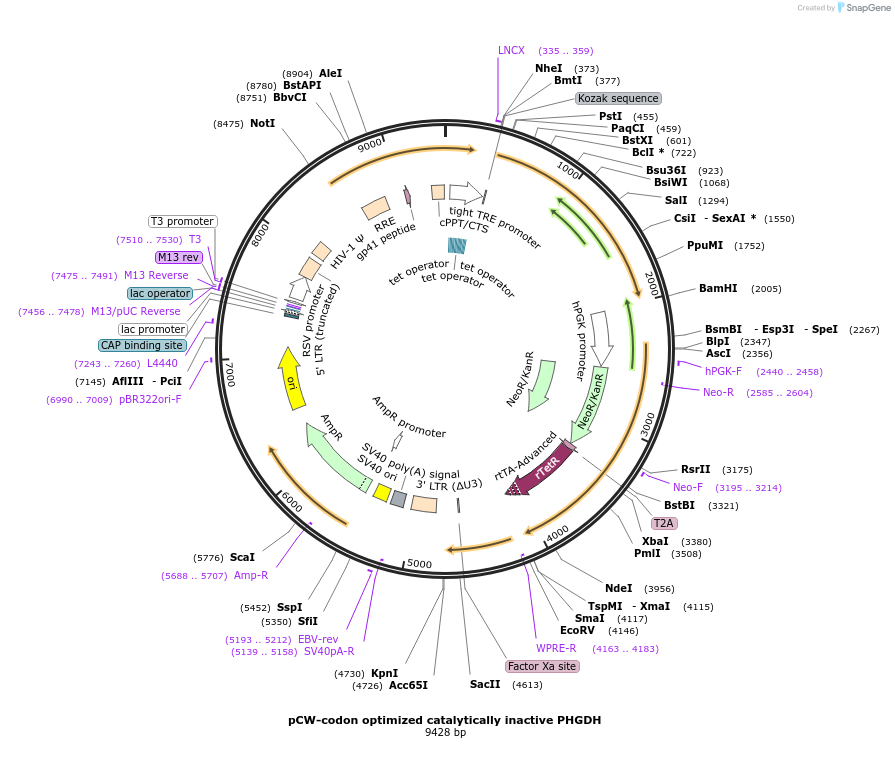 154903-plasmid-map-sequence-id-307431