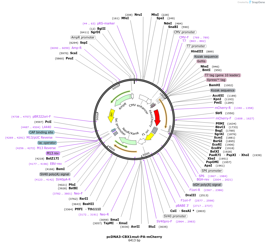 138251-plasmid-map-sequence-id-307435