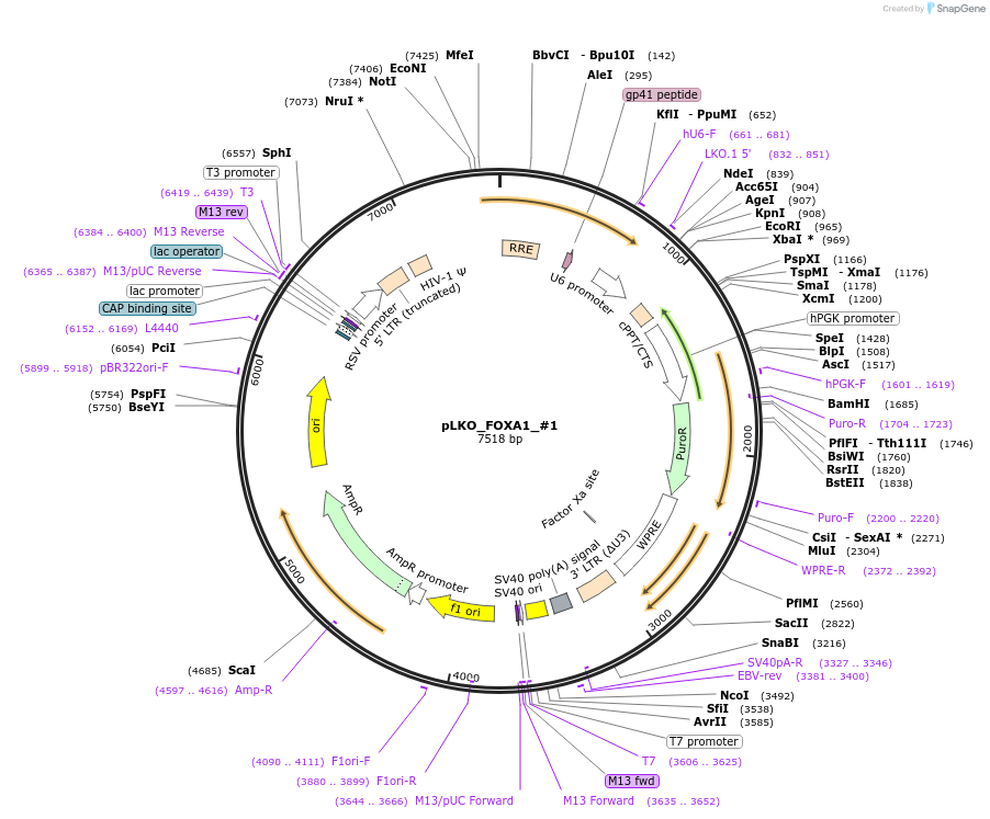 70095-plasmid-map-sequence-id-307447