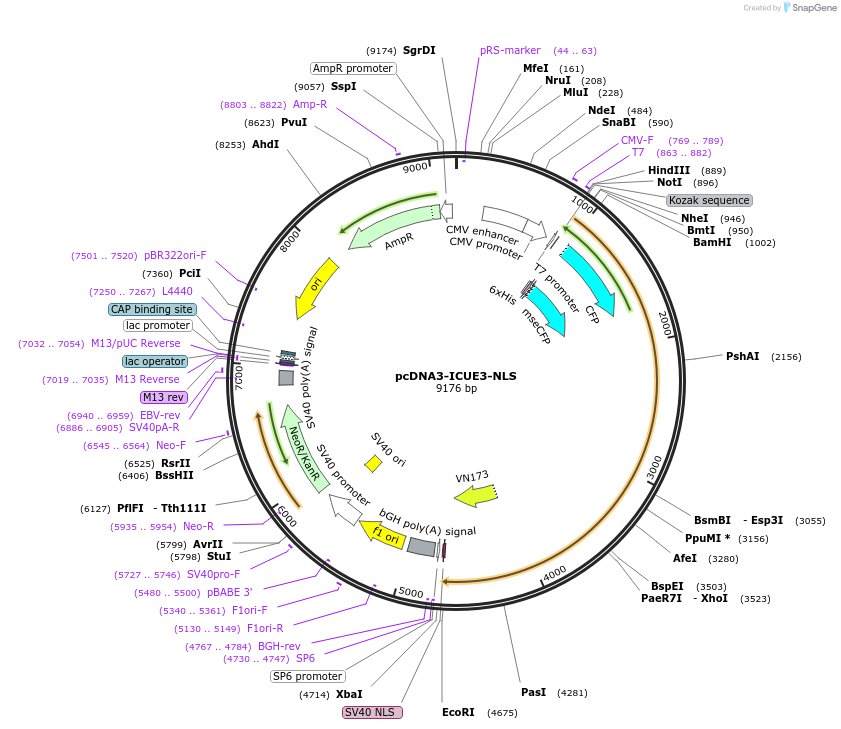 138218-plasmid-map-sequence-id-307457