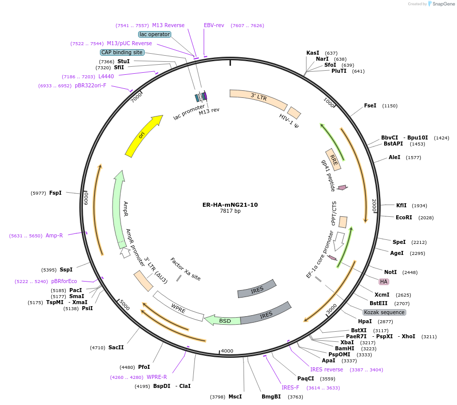 141165-plasmid-map-sequence-id-307458