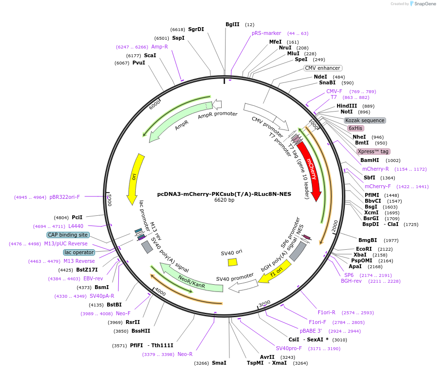 138299-plasmid-map-sequence-id-307463