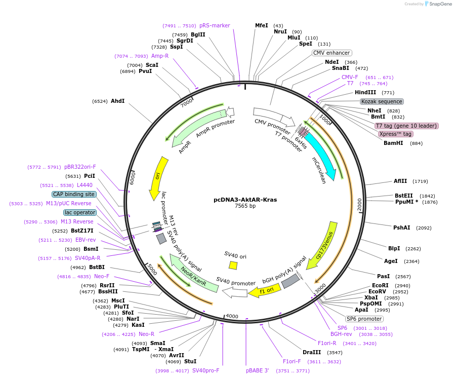 123357-plasmid-map-sequence-id-307467