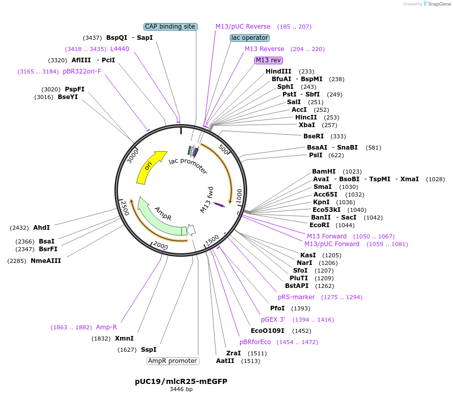 154295-plasmid-map-sequence-id-307479