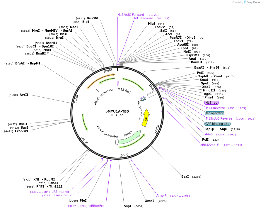 154297-plasmid-map-sequence-id-307480