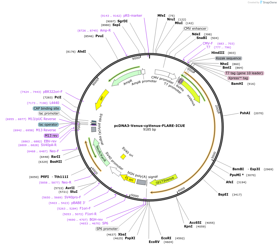 123355-plasmid-map-sequence-id-307489