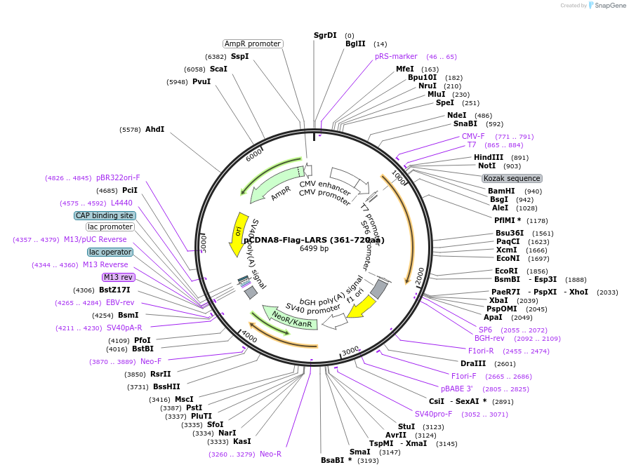139688-plasmid-map-sequence-id-307494