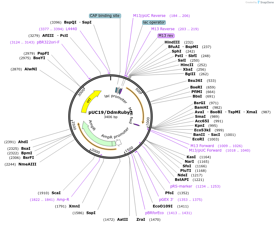 154305-plasmid-map-sequence-id-307549