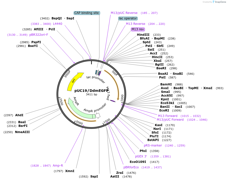 154304-plasmid-map-sequence-id-307550