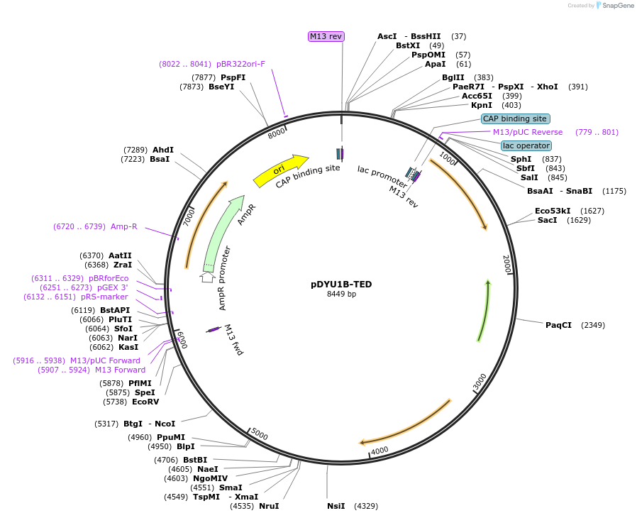 154299-plasmid-map-sequence-id-307553