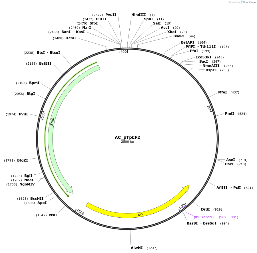 139938-plasmid-map-sequence-id-307558