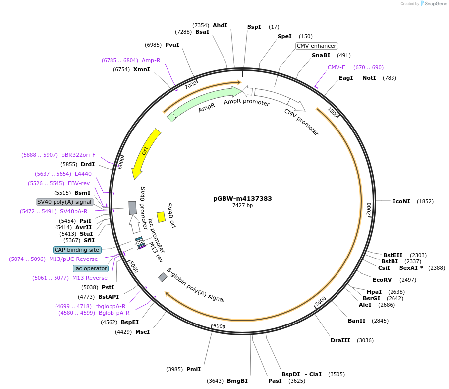 149541-plasmid-map-sequence-id-307559