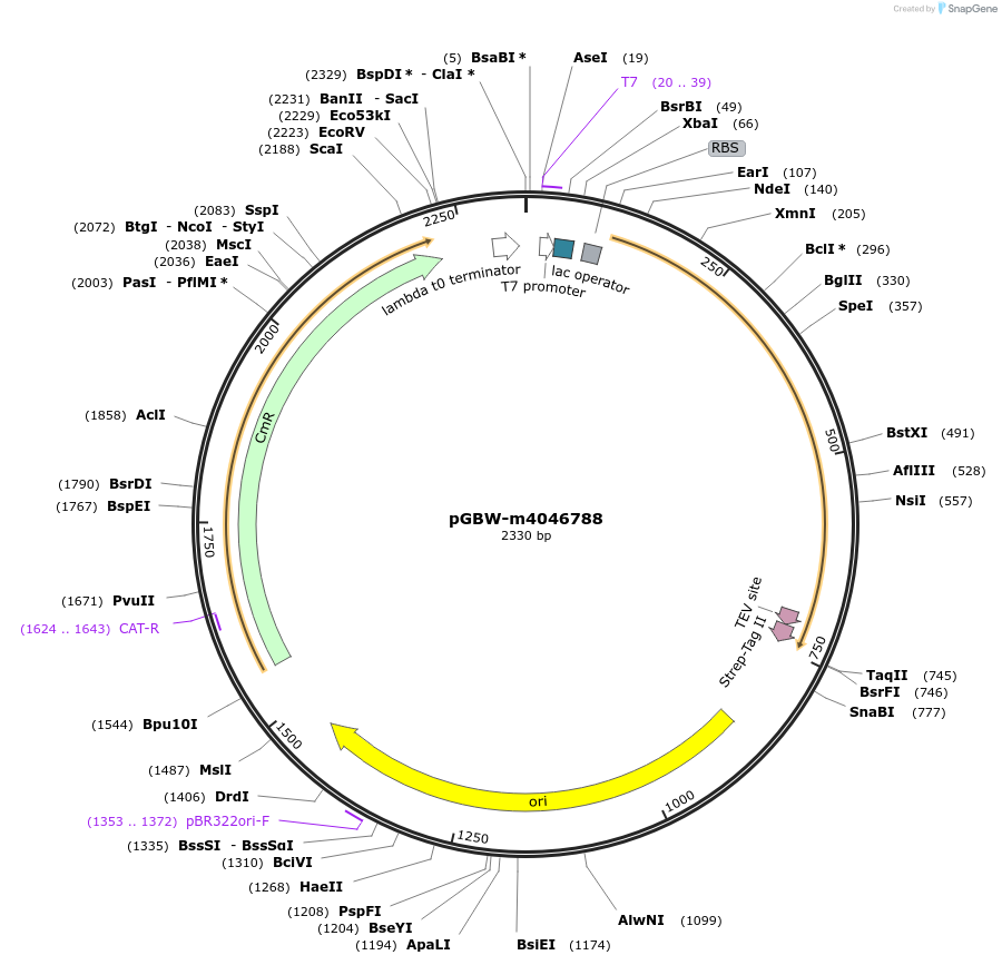 145675-plasmid-map-sequence-id-307564
