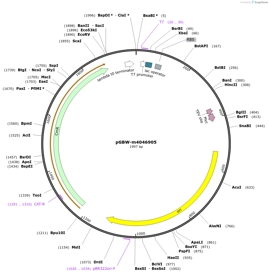 145762-plasmid-map-sequence-id-307565